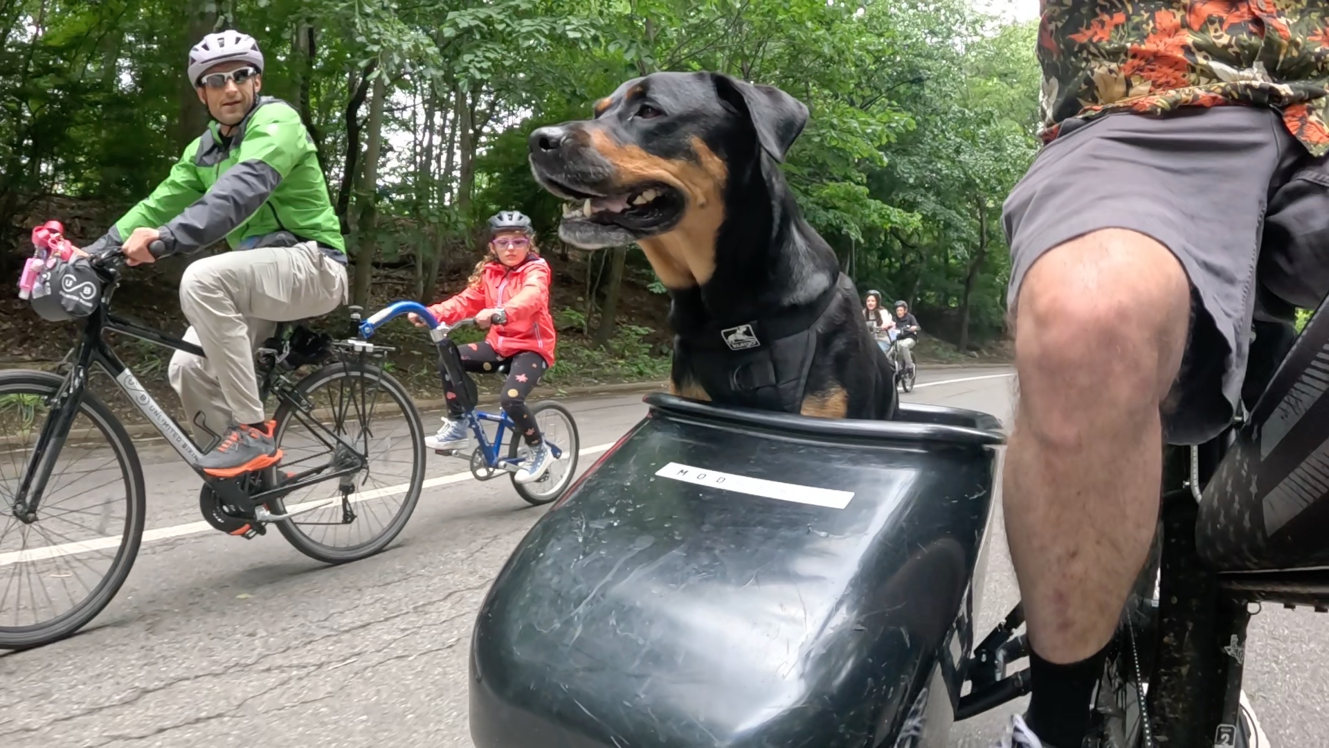 Happy black and tan dog with tongue out looking to the right while sitting in a car with green park and trees in the background.
