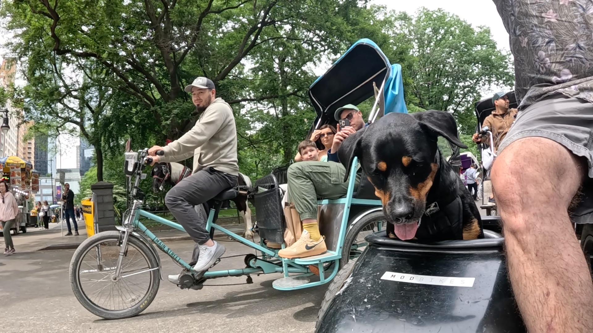Happy black and tan dog with tongue out looking to the right while sitting in a car with green park and trees in the background.