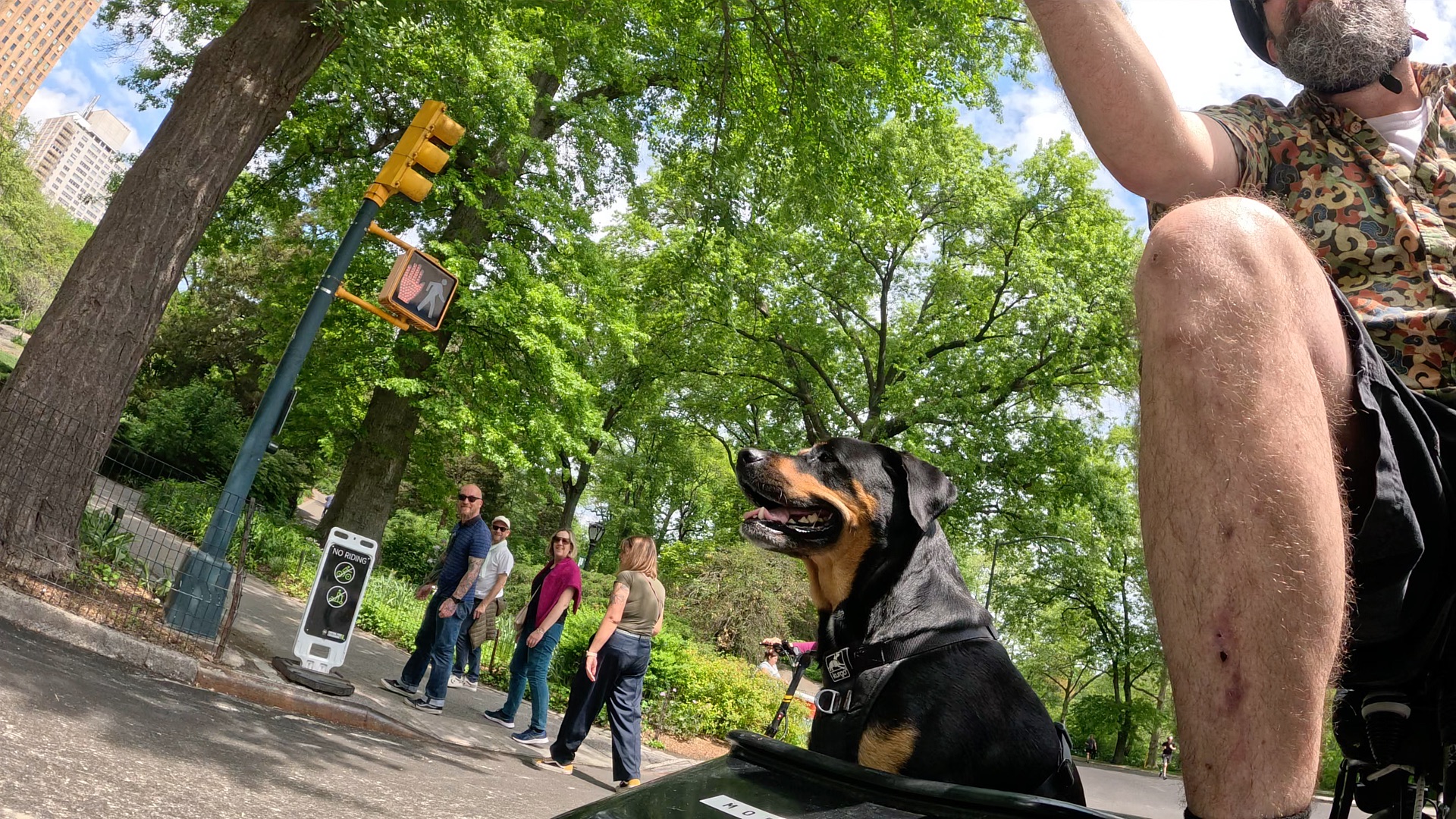 Woman walking two dogs on a paved path in a sunny green park with city buildings in the background.