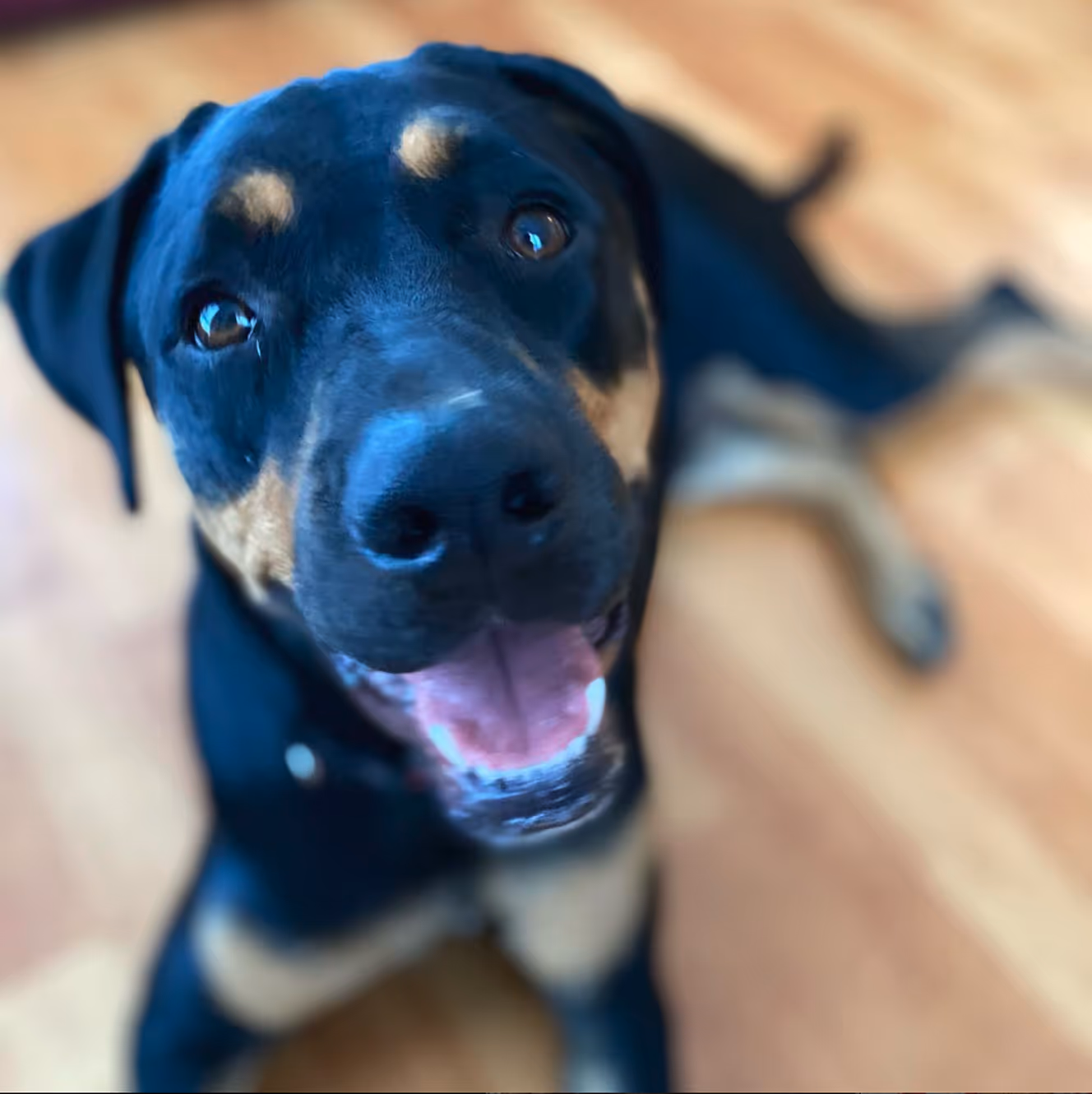 Close-up of a happy black and tan dog with its mouth open, looking up at the camera on a wooden floor.