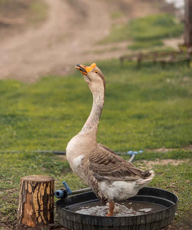 Goose in tub