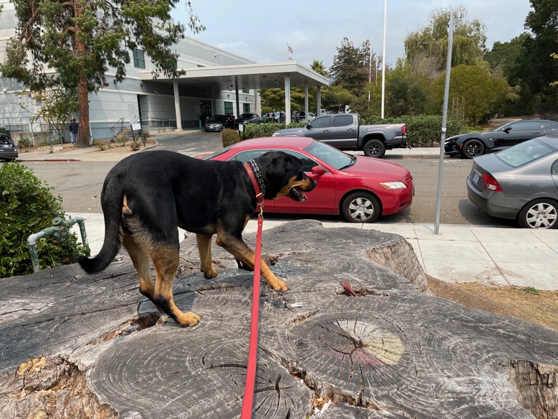 Patrol photo from Oakland (other) on 2021-08-19T00:00:00.000Z