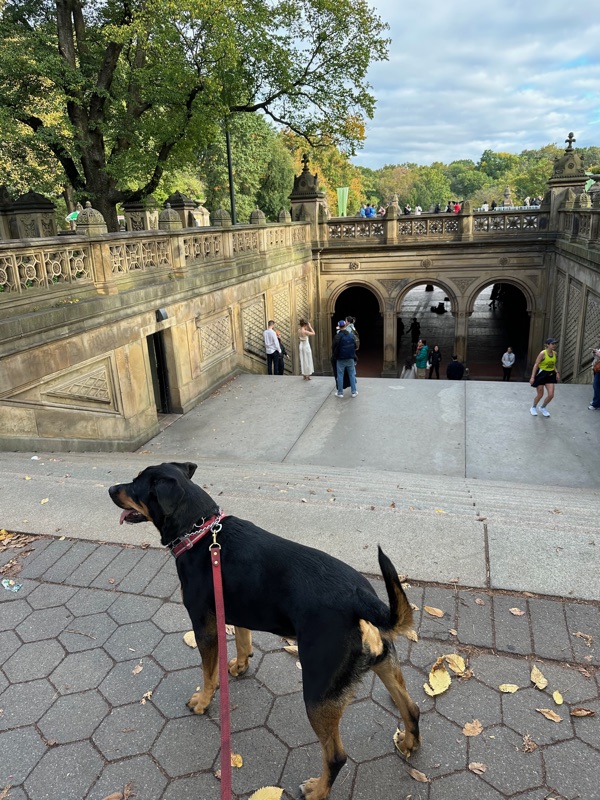 Patrol photo from Central Park on 2023-10-22T00:00:00.000Z