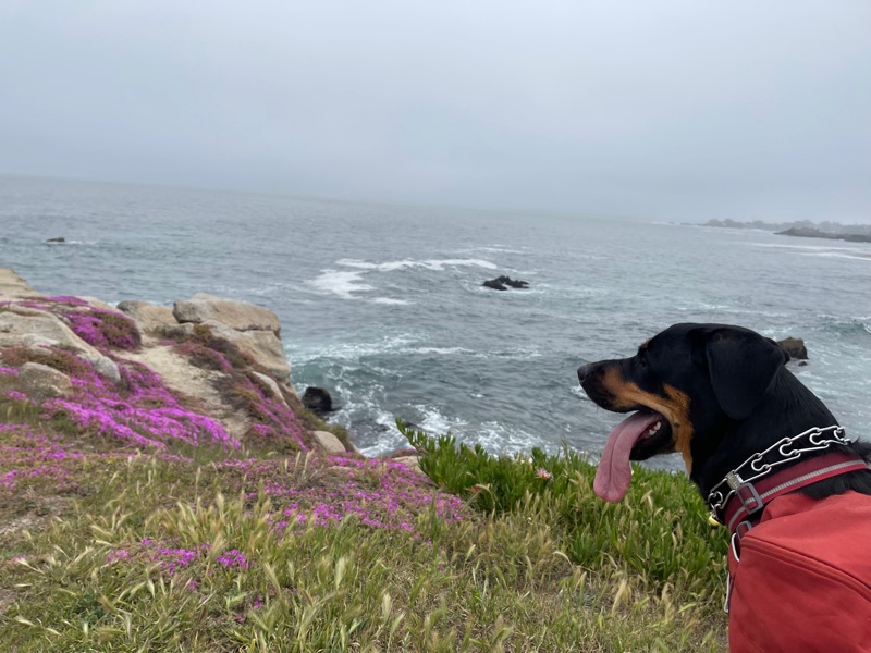 Patrol photo from Monterey Bay on 2022-04-02T00:00:00.000Z