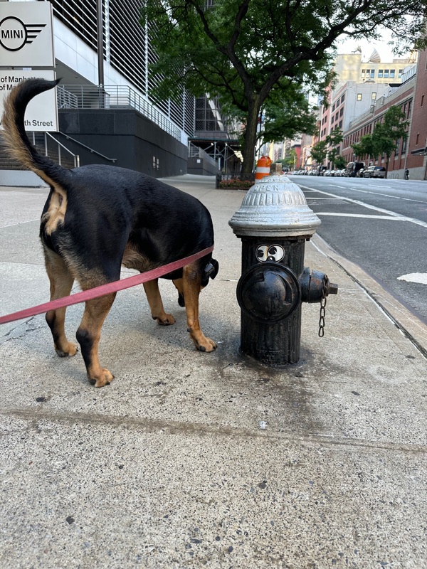 Patrol photo from Hell's Kitchen on 2024-06-17T00:00:00.000Z