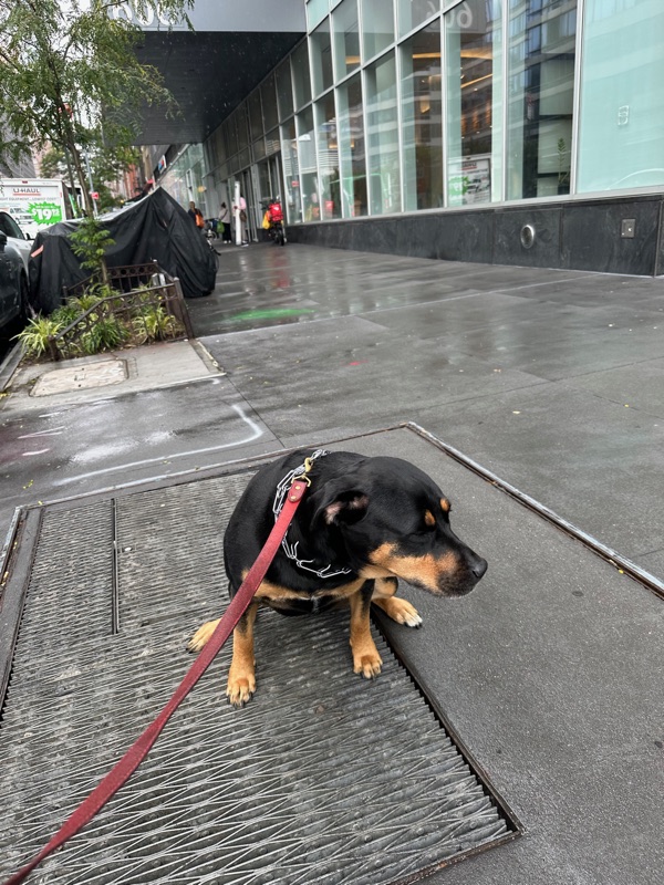 Patrol photo from Hell's Kitchen on 2024-09-28T00:00:00.000Z