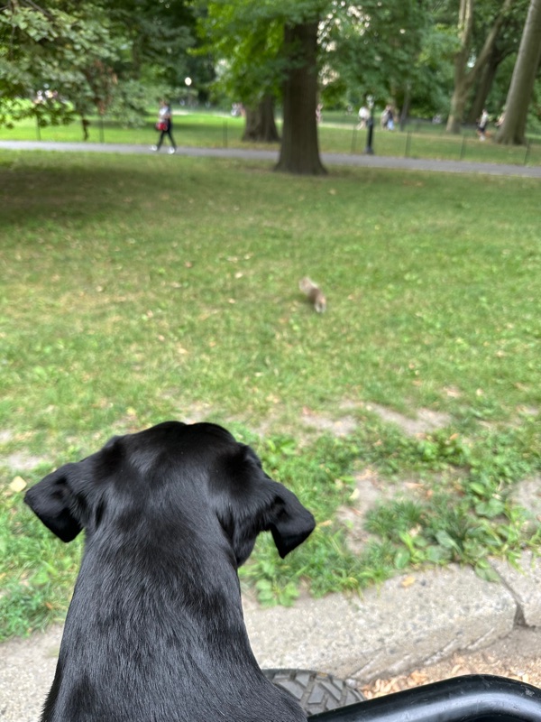 Patrol photo from Central Park on 2025-07-13T00:00:00.000Z