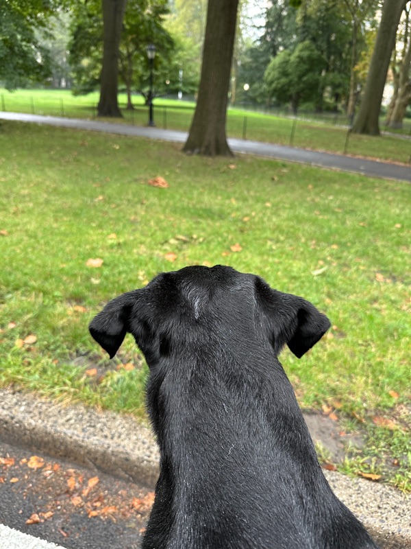 Patrol photo from Central Park on 2025-09-10T00:00:00.000Z