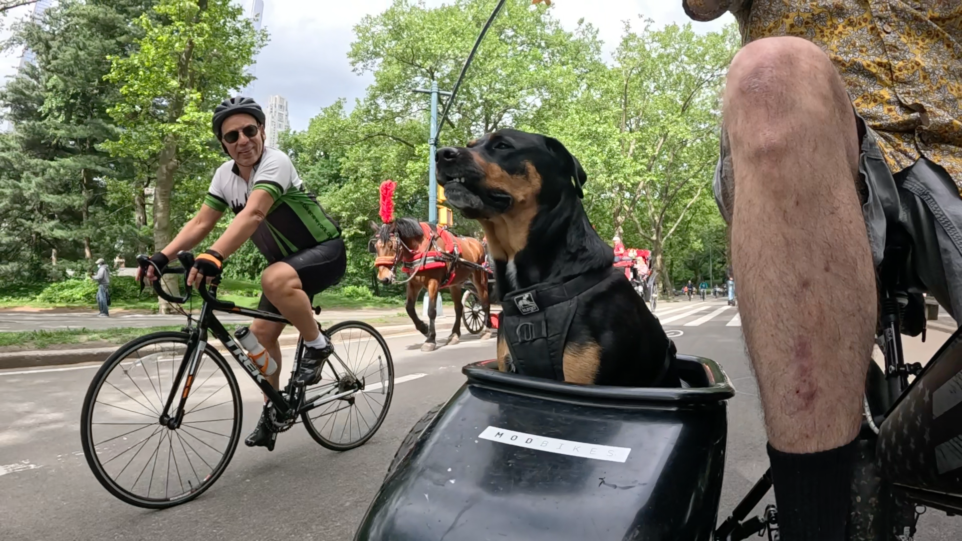 Patrol photo from Central Park on 2025-05-26