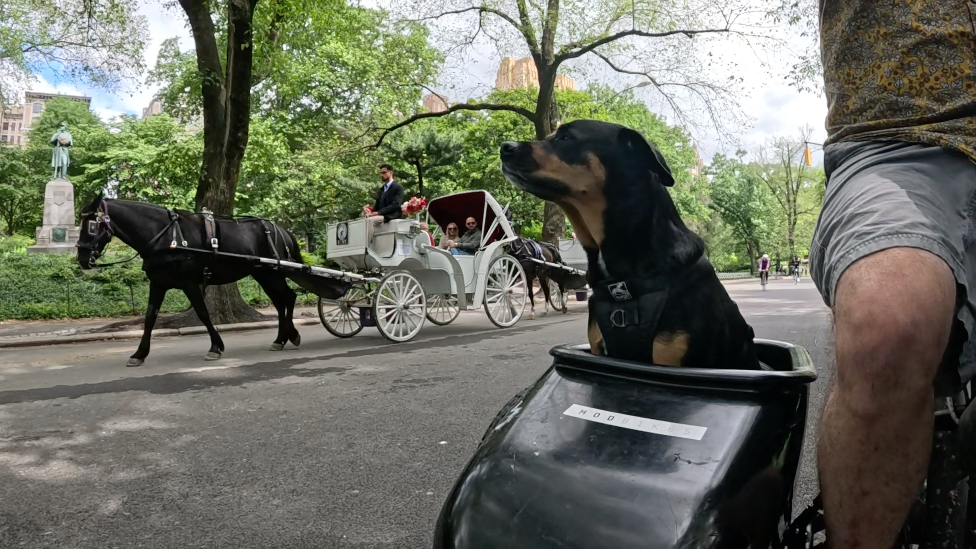 Patrol photo from Central Park on 2025-05-26