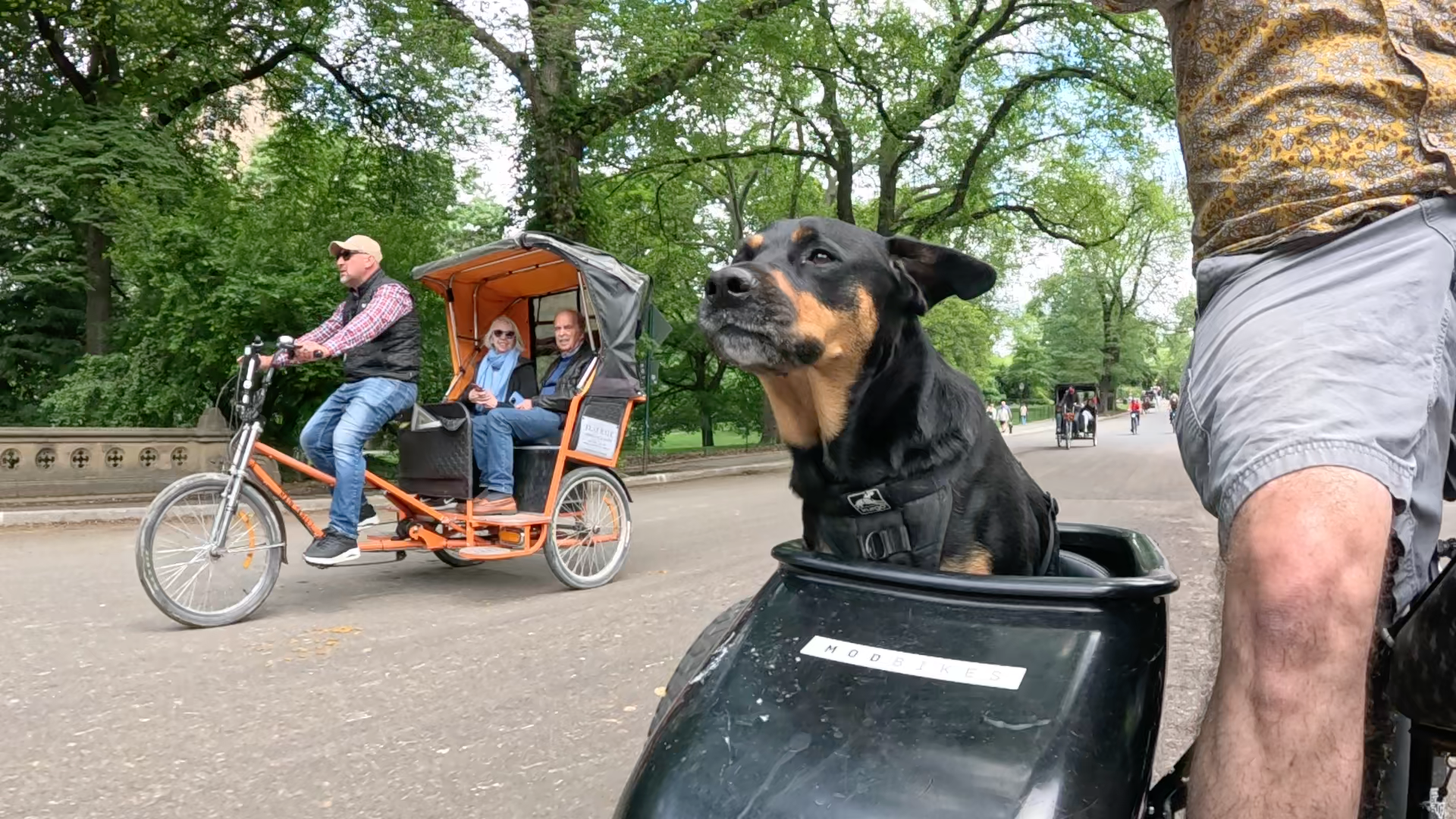 Patrol photo from Central Park on 2025-05-26