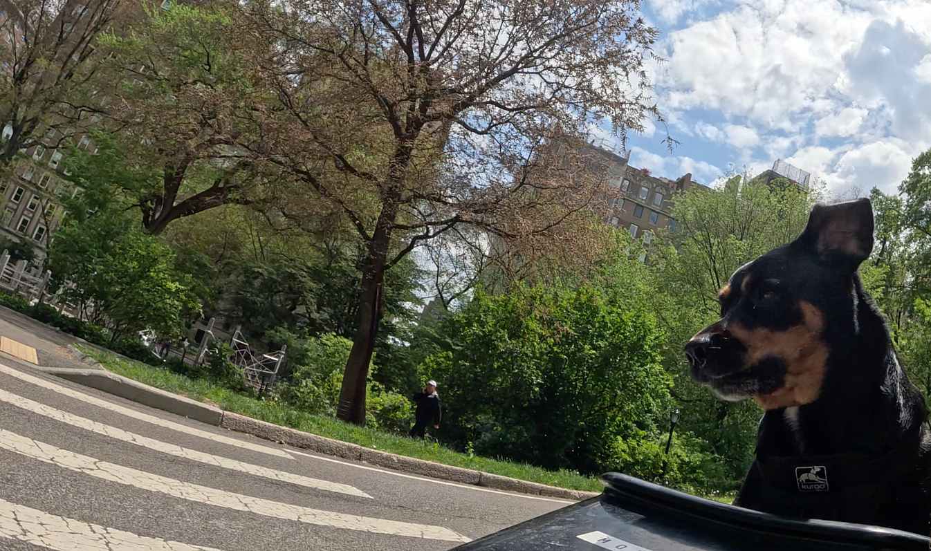 Patrol photo from Central Park on 2025-05-10