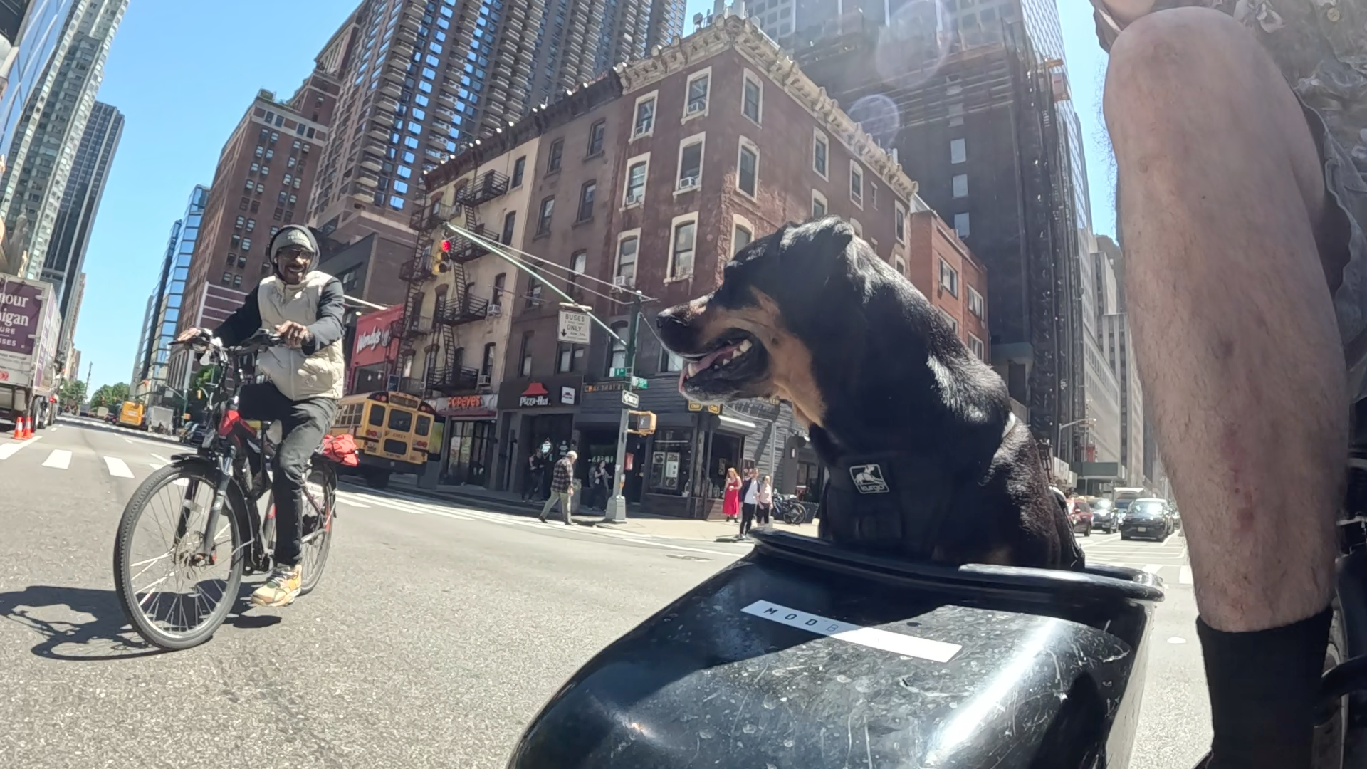 Patrol photo from Central Park on 2025-05-19