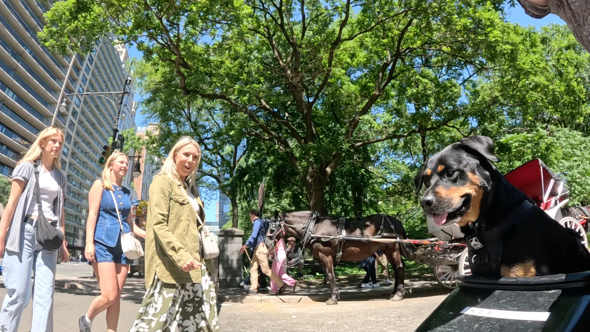 Patrol photo from Central Park on 2025-05-19