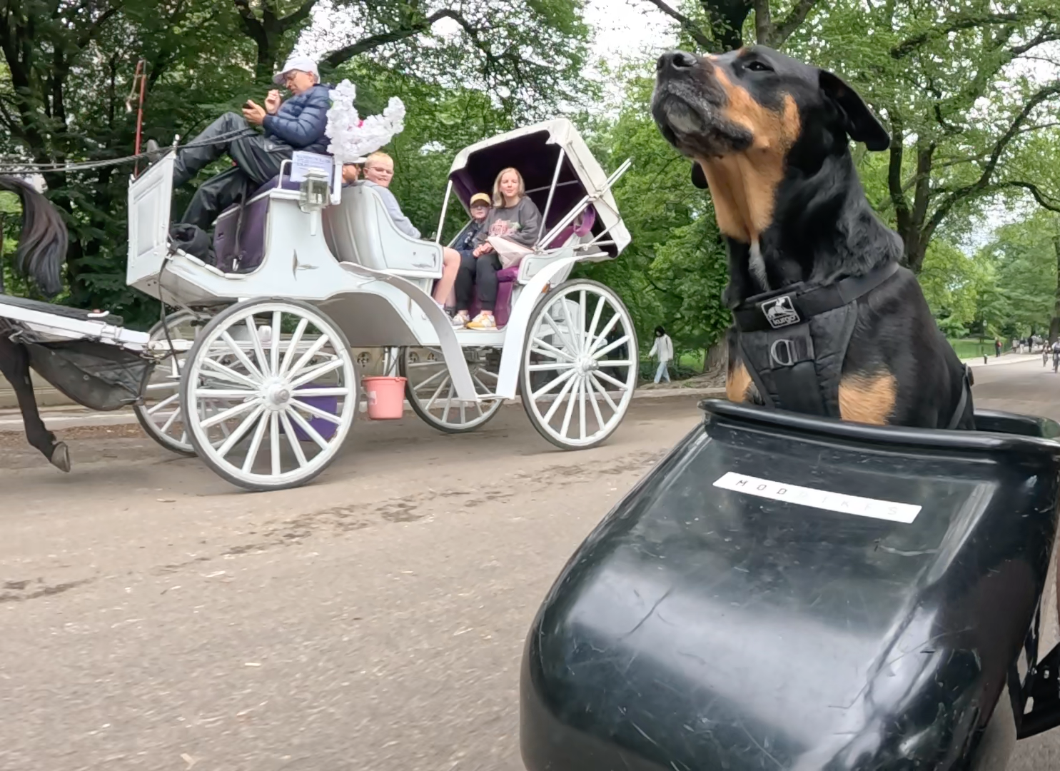 Patrol photo from Central Park on 2025-05-24