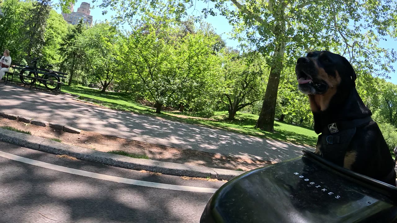 Patrol photo from Central Park on 2026-05-12T00:00:00.000Z