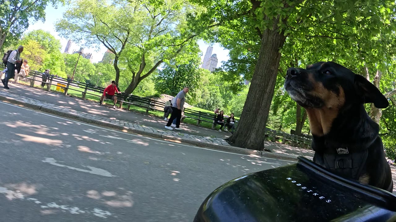 Patrol photo from Central Park on 2026-05-12T00:00:00.000Z