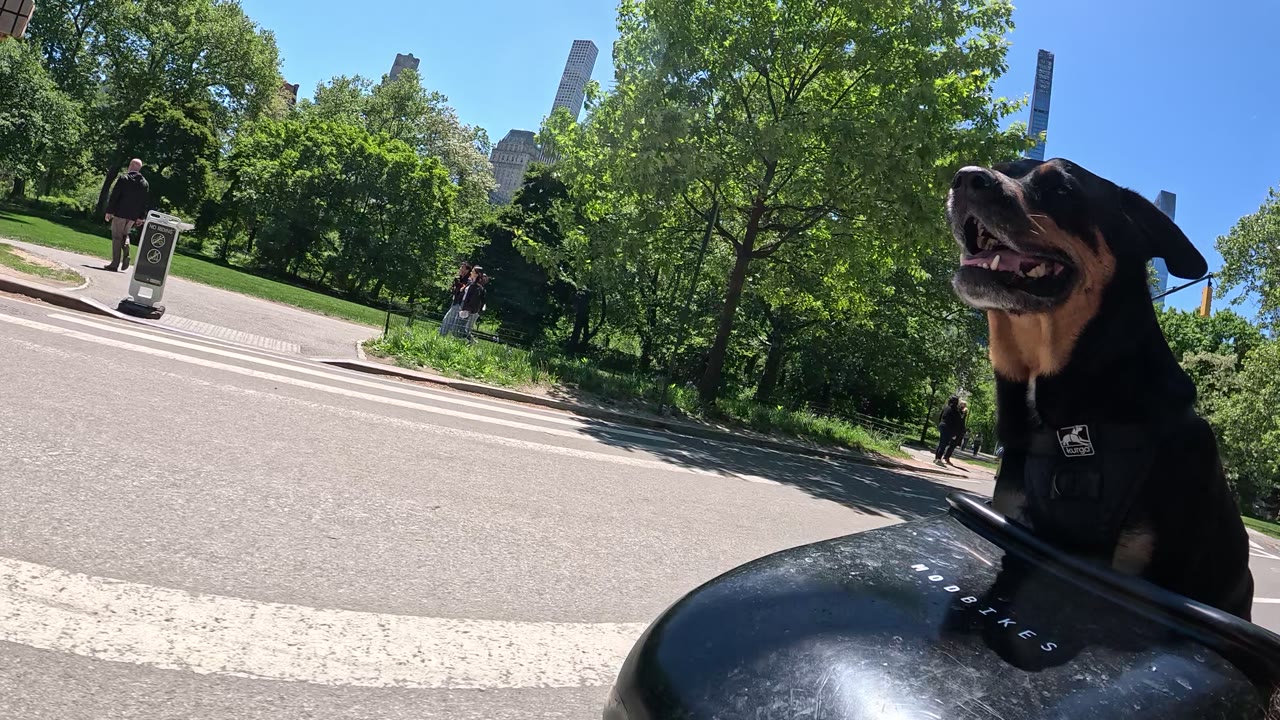 Patrol photo from Central Park on 2026-05-12T00:00:00.000Z