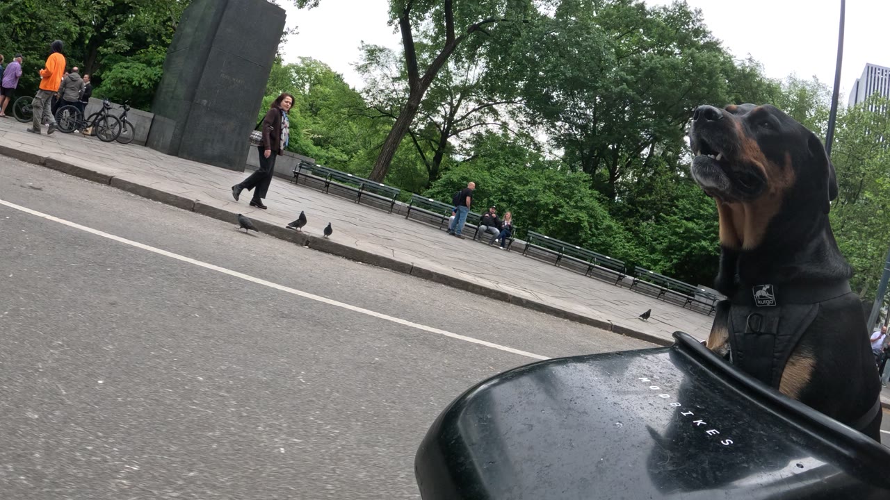 Patrol photo from Central Park on 2026-05-15T00:00:00.000Z