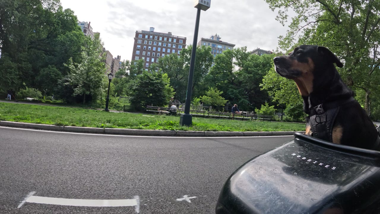 Patrol photo from Central Park on 2026-05-15T00:00:00.000Z