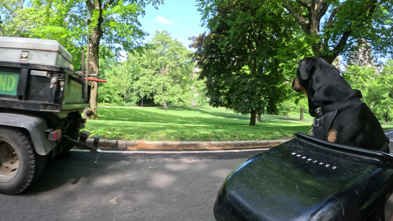 Patrol photo from Central Park on 2026-05-15T00:00:00.000Z