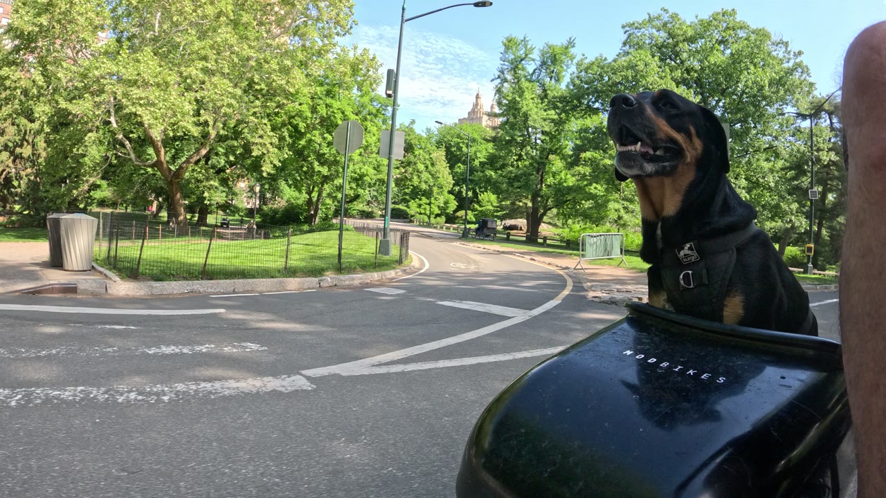 Patrol photo from Central Park on 2026-05-15T00:00:00.000Z