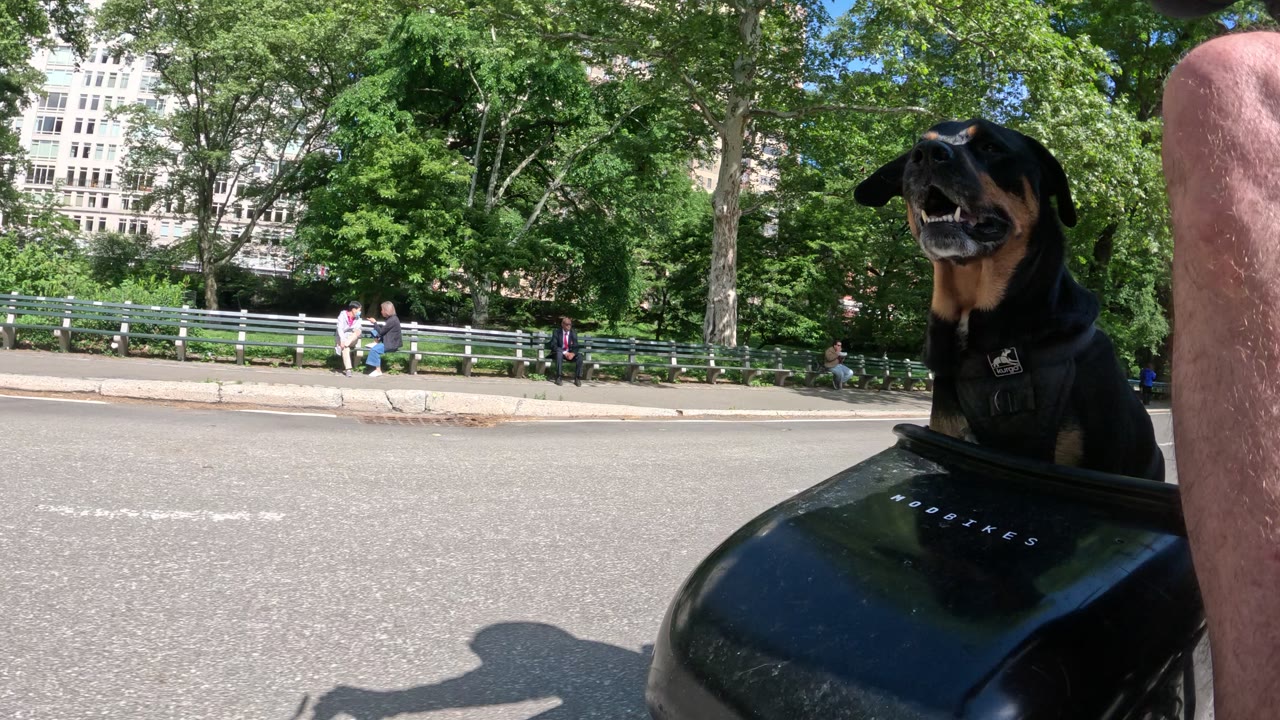 Patrol photo from Central Park on 2026-05-15T00:00:00.000Z