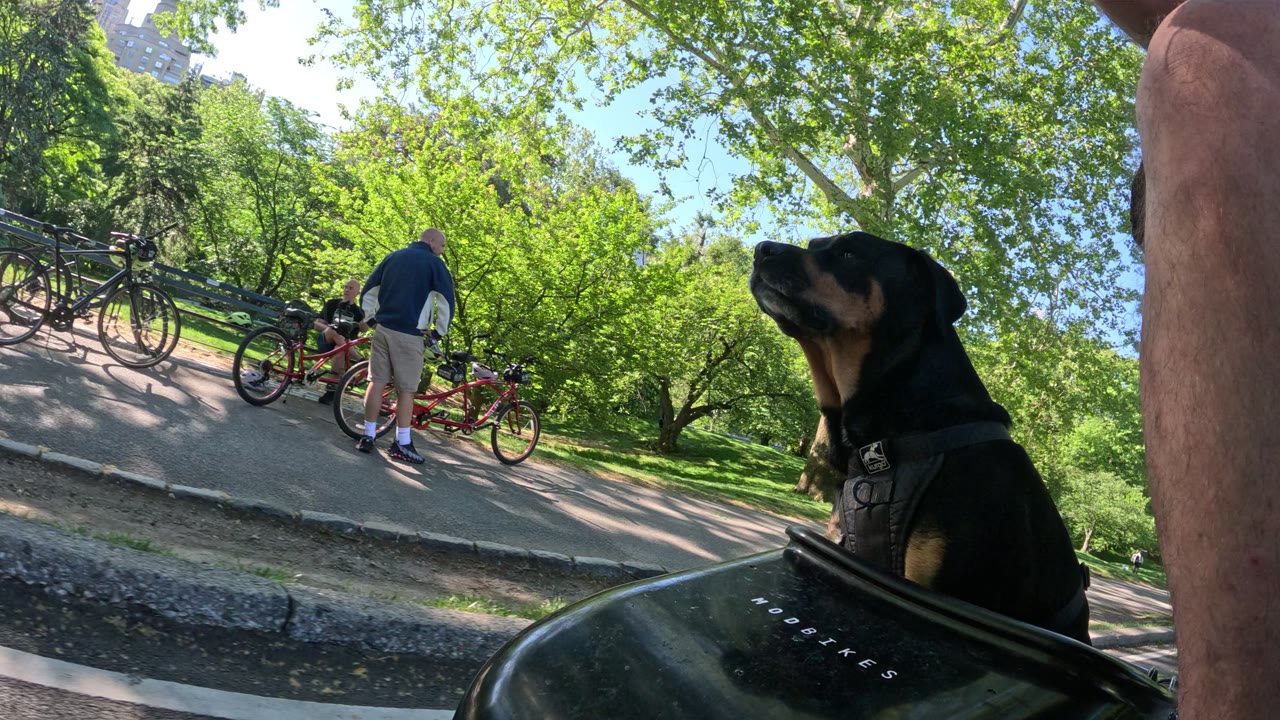 Patrol photo from Central Park on 2026-05-16T00:00:00.000Z