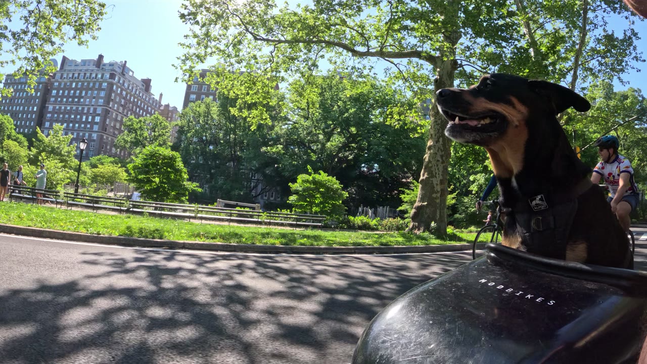 Patrol photo from Central Park on 2026-05-16T00:00:00.000Z
