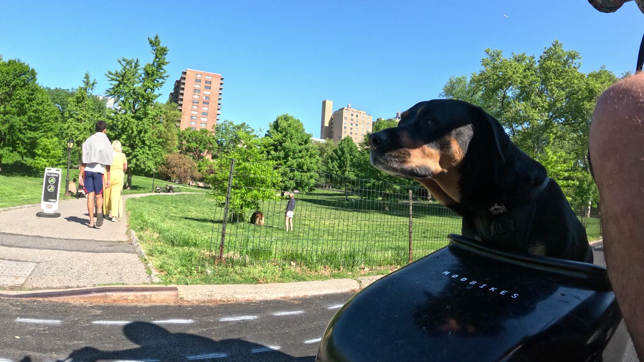 Patrol photo from Central Park on 2026-05-16T00:00:00.000Z