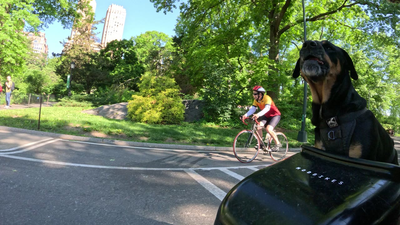 Patrol photo from Central Park on 2026-05-16T00:00:00.000Z
