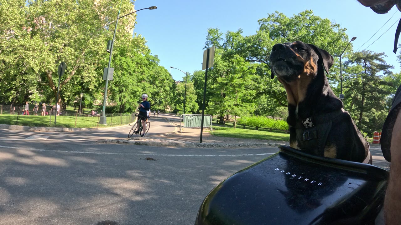 Patrol photo from Central Park on 2026-05-16T00:00:00.000Z