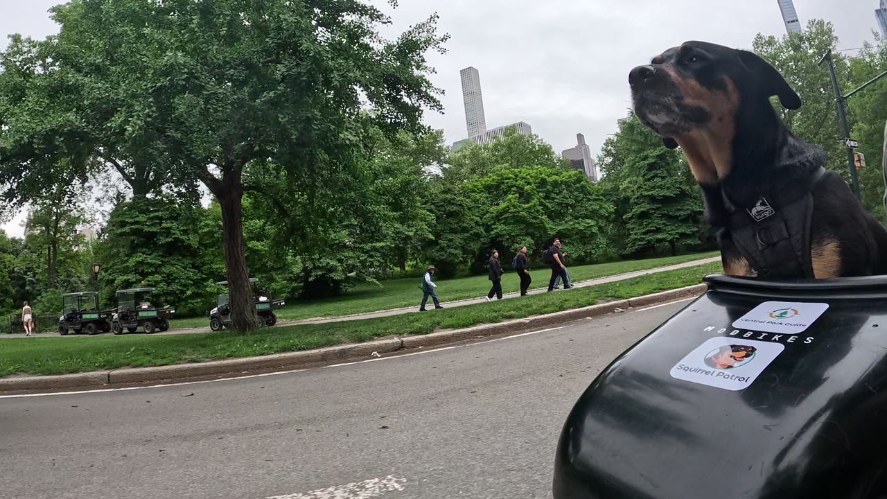 Patrol photo from Central Park on 2026-05-21T00:00:00.000Z