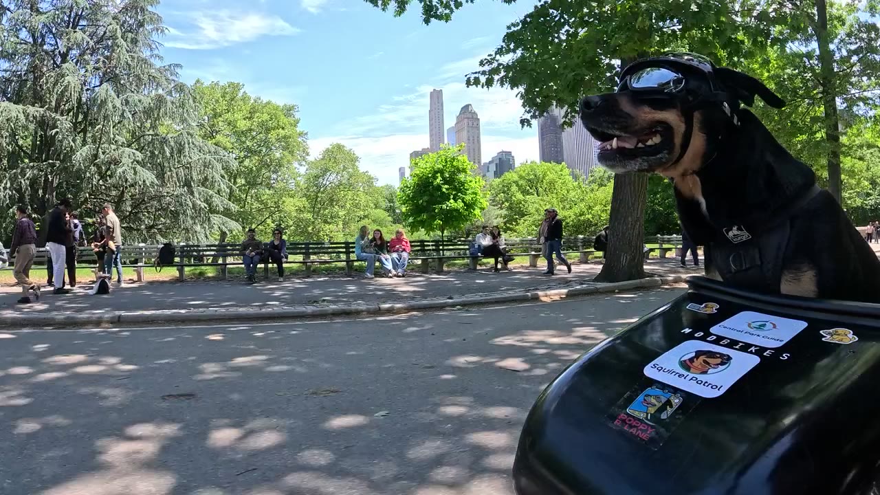 Patrol photo from Central Park on 2026-05-22T00:00:00.000Z