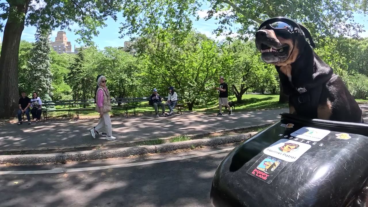 Patrol photo from Central Park on 2026-05-22T00:00:00.000Z