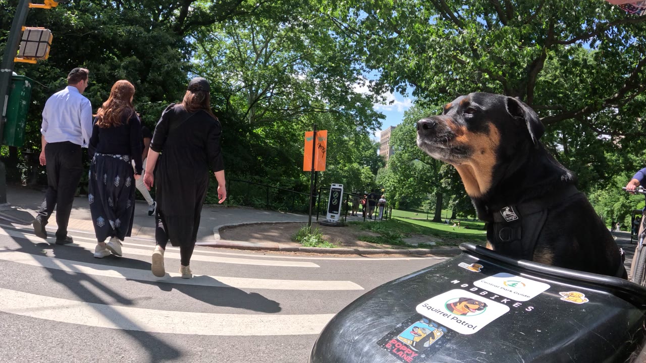 Patrol photo from Central Park on 2026-05-29T00:00:00.000Z