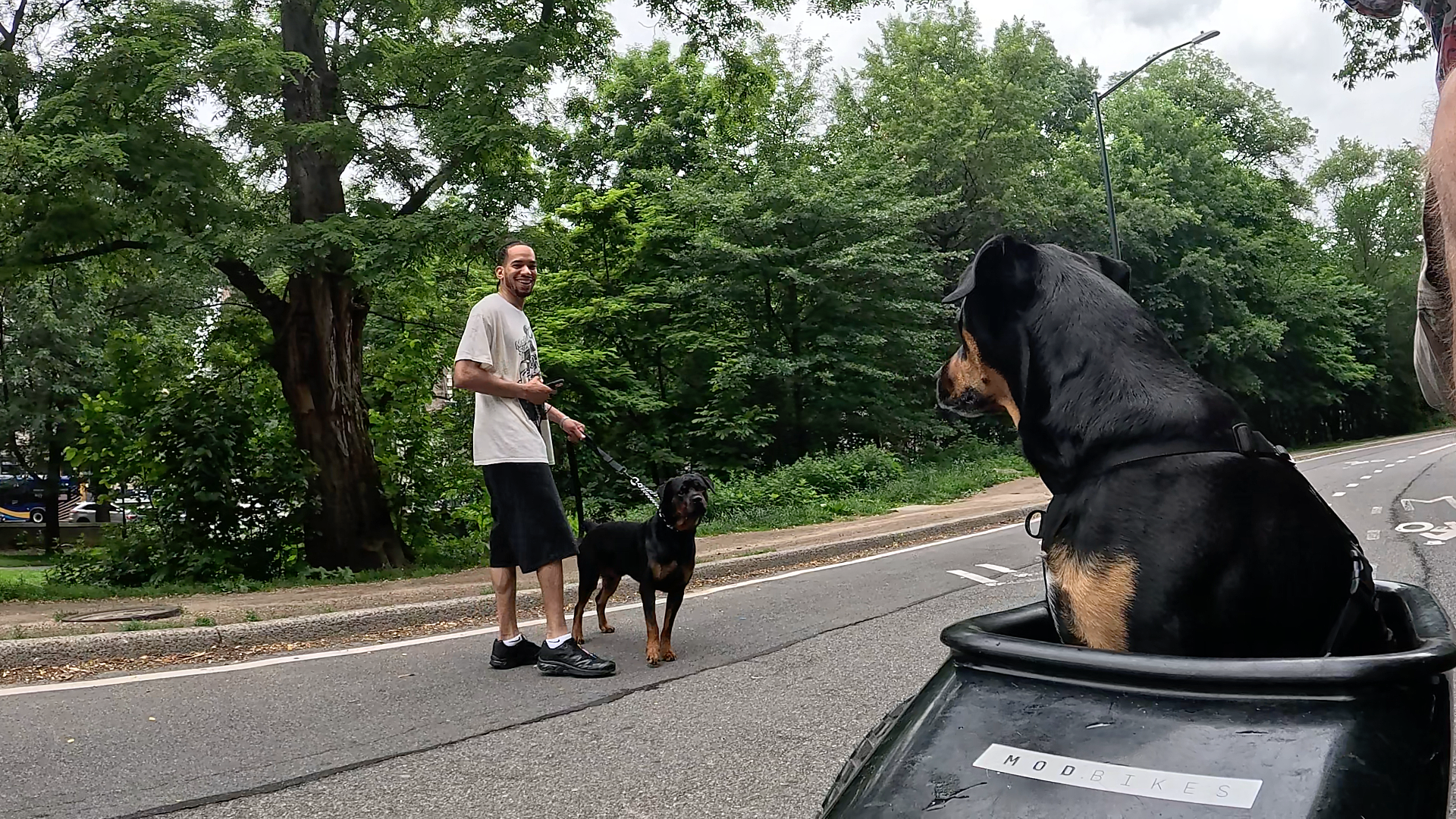 Rottie in Harlem Hills