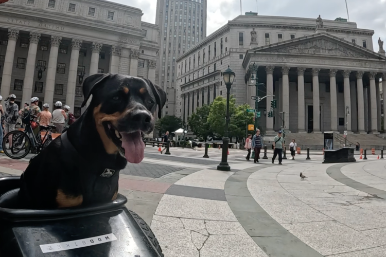 Went Down To City Hall